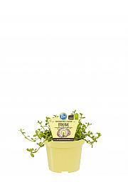 Bacopa monnieri; Brahmi; Ø12;700424;BLU