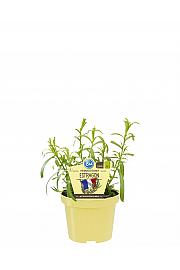 Artemisia dracunculus; Pehtran; Ø12;700030;BLU