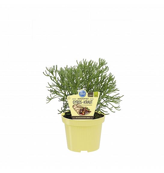 Artemisia caucasica; Gyros; Ø12;700172;BLU