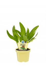 Allium ursinum; Čemaž; Ø12;700230;BLU