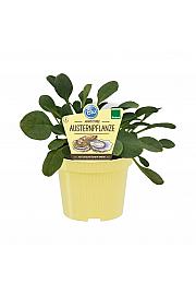 Mertensia maritima; Školjkaste ostrige; Ø12;708002;BLU