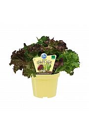 Lactuca sativa var. crispa; Solata mix; Ø12;708003;BLU