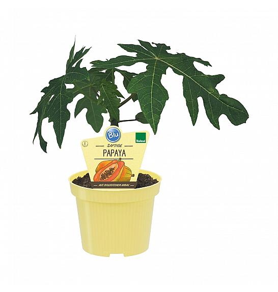 Carica papaya; Papaya; Ø12;708007;BLU