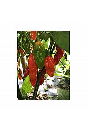 Capsicum chinense; Čili Jolokia; Ø12;708006;BLU