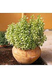 Dišavnice Bazilika Pesto Perpetuo Ø10,5