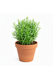 Dišavnice Artemisia dracunculus French Tarragon Ø10,5