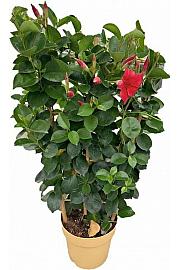 Dipladenia Sundaville Ø17 špalir