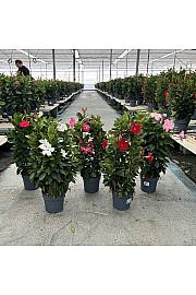 Dipladenia Variety Mix Tropical Coast Ø20; špalir