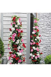 Dipladenia Mandeville Fushion Bloom Selection Ø17; piramida