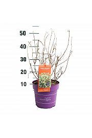 Diervilla sess Cool Splash® C3 Lit. 35-55 cm