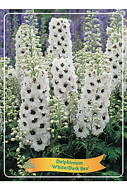 Delphinium White/Dark Bee Ø11