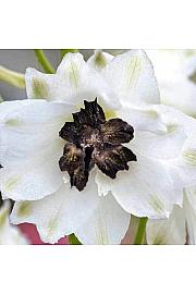 Delphinium White/Dark Bee Ø11