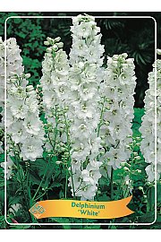 Delphinium White Ø11