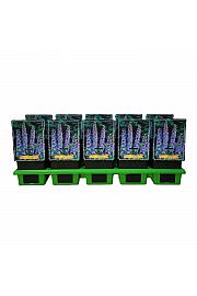 Delphinium Summer Skies Ø11