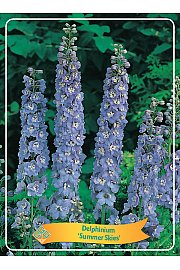 Delphinium Summer Skies Ø11
