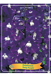 Delphinium Deep Purple Ø11
