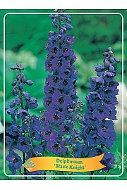 Delphinium Black Knight Ø11