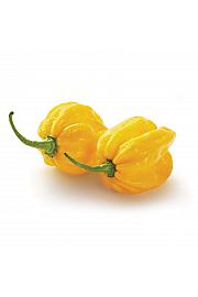 Čili Yellow Devil (Scotch Bonnet) Ø10,5