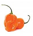 Čili CE Habanero Magnum Ø12