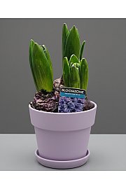 ČEBULICE HIACINTE 3 PP; Ø12