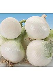 Čebula Tonda Musona kultipak 96/12