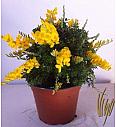 Cytisus hybrid Ø14