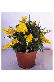 Cytisus hybrid Ø14