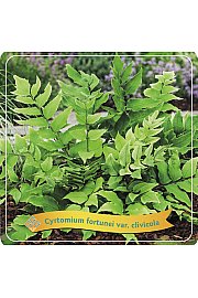 Cyrtomium fortunei var. clivicola C5 Lit.