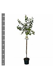 Cydonia oblonga Vranja C7,5 Lit. 175 -200 cm Na steblu 100 cm