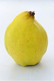 Cydonia oblonga Champion C5 Lit. 60-80 cm