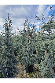 Cedrus atlantica Glauca C45 Lit. 200-250 cm