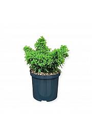 Cryptomeria japonica Yokohama C2,5 Lit. 20-25 cm