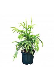 Cryptomeria japonica Sekkan C2,5 Lit. 25-30 cm