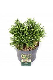 Cryptomeria japonica Little Champion C5 Lit. 30-40 cm