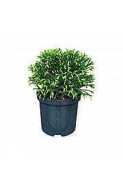 Cryptomeria japonica Little Champion C2,5 Lit. 25-30 cm