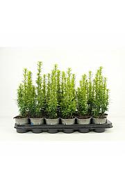Cryptomeria japonica Green Pearl Ø9