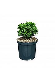 Cryptomeria japonica Green Pearl C2,5 Lit. 15-20 cm