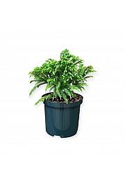 Cryptomeria japonica Globosa nana C2,5 Lit. 15-20 cm