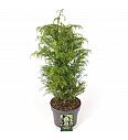 Cryptomeria japonica Elegans Viridis C5 Lit. 50-60 cm