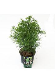 Cryptomeria japonica Elegans Viridis C2,5 Lit. 30-40 cm