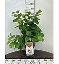 Corylus avellana Hallesche Riesen C5 Lit. 40-60 cm