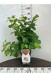 Corylus avellana Hallesche Riesen C5 Lit. 40-60 cm
