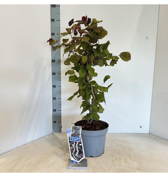 Corylus avelana Red Majestic C7,5 Lit. 80-100 cm