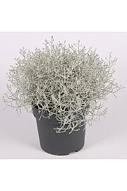Calocephalus brownii Silver Ø 13