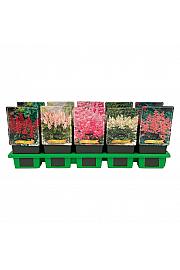 Astilbe mix Ø11