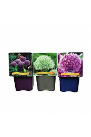 Allium mix C5 Lit.