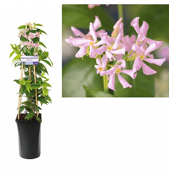 Trachelospermum asiaticum Pink Air C2,5 Lit. 40-60 cm