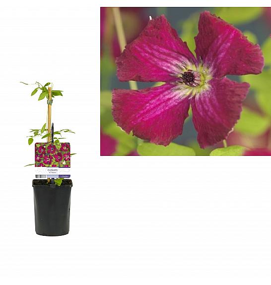 Clematis viticella Rubra C1 Lit. 20-30 cm