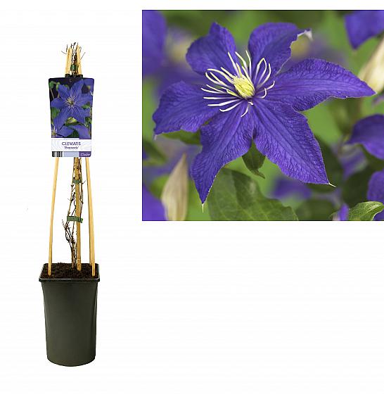 Clematis Rhapsody C2,5 Lit. 40-60 cm