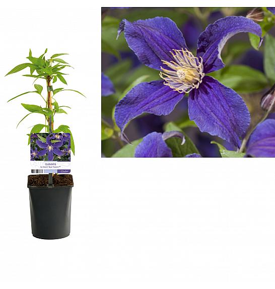 Clematis hybridSo Many® Blue Flowers PBR C1 Lit. 20-30 cm